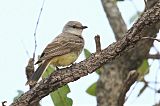 Chapada Flycatcher